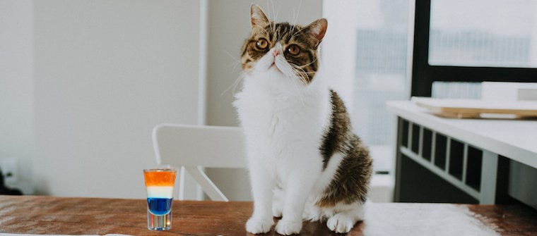 Exotic Shorthair cat sitting on table