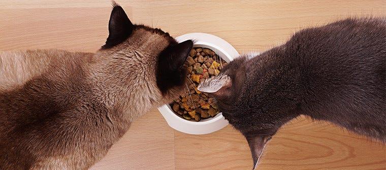 Dry Food vs. Wet Food: Which Is Better For Your Cat?