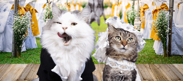 Royal Cats Throughout History