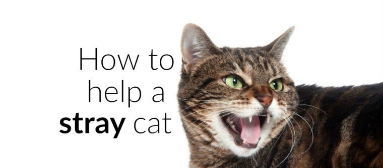 How to Help a Stray Cat