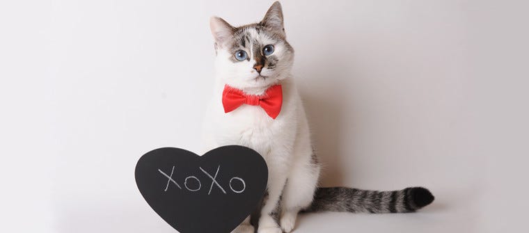 10 Reasons Your Cat Makes the Purrfect Valentine