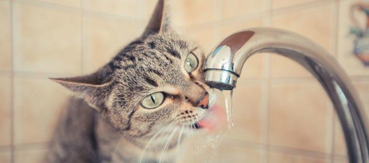 Does your cat have a drinking problem?