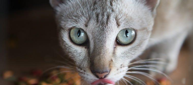 The Truth Behind Whisker Fatigue