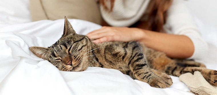 5 Reasons a House Sitter Will Make You and Your Cat Happy