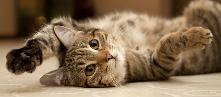 5 Cat Myths and Misconceptions Debunked