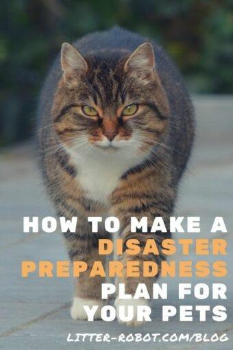 How To Make A Disaster Preparedness Plan For Your Pets
