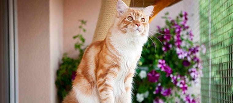 How to Bring Springtime Indoors for Your Cat