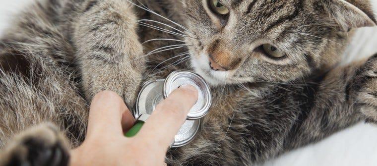 Take Your Cat to the Vet Day: More Purr, Less Panic