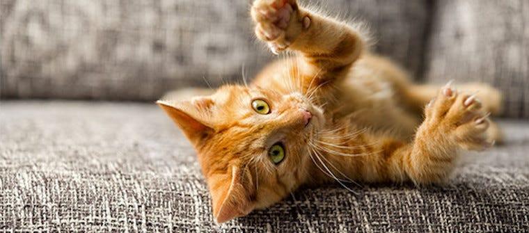 5 Ways to Keep Your Cat Safe and A-mewsed This Winter