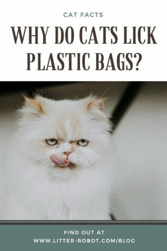 Why Do Cats Lick Plastic bags