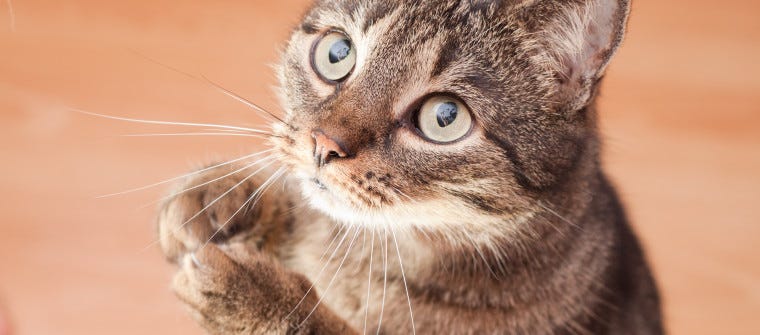 tabby cat with paws together