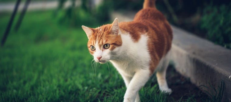 How to Keep Your Cat Out of Your Children's Sandbox