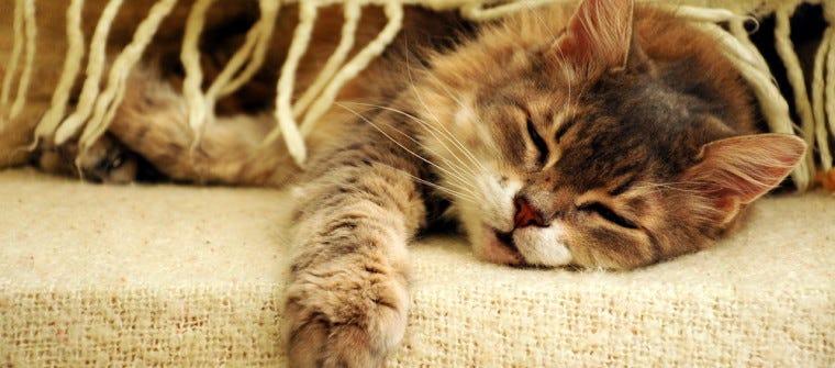Cat sleeping under a blanket