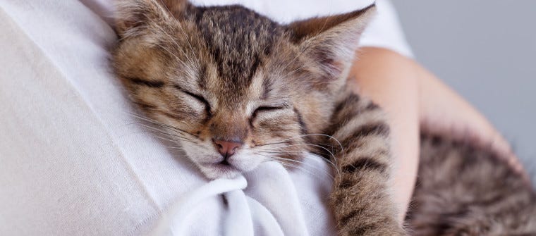 Why Does My Cat Drool?