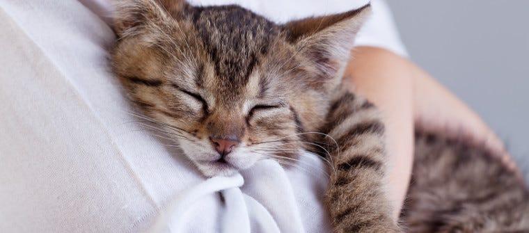 tabby kitten sleeping