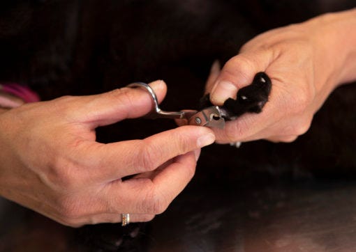 Nail clippers with rounded edges to trim cat claws 