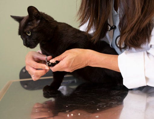 How to trim your cat's claws