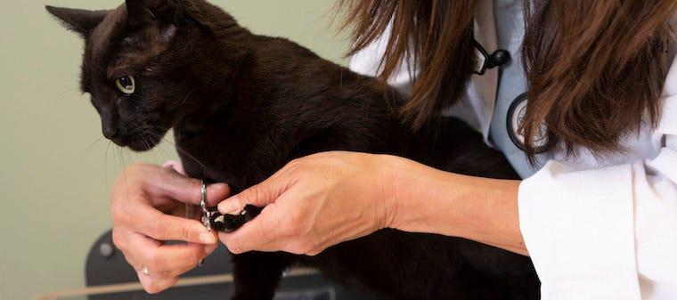 Vet trimming nails of black cat