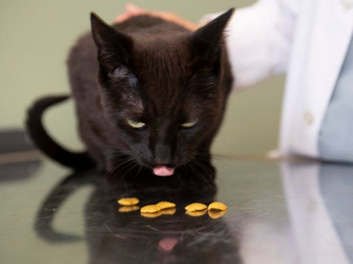 Reward your cat with treats after a trim