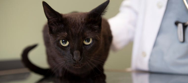 Black cat being examined by vet