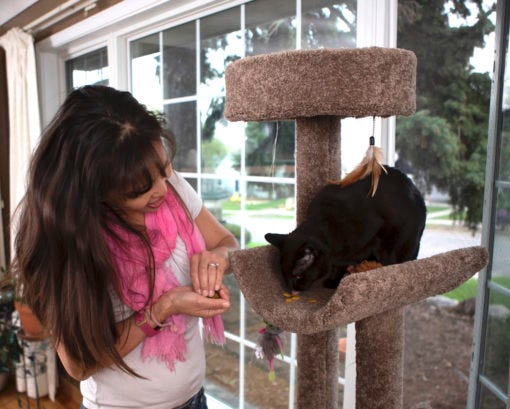 Give your cat scratching furniture