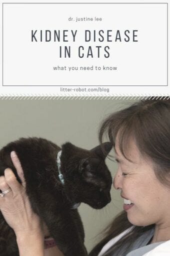 kidney disease in cats kidney disease in cats