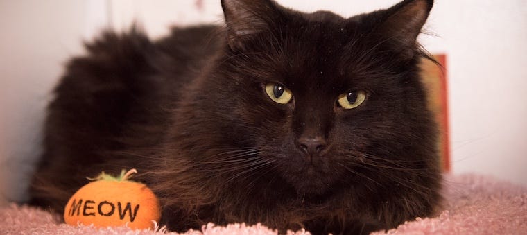 5 Ways to Have a Happy Halloween with Your Cat