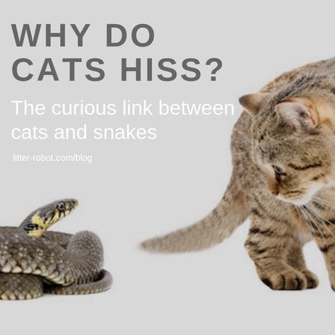 cats and snakes why do cats hiss cats and snakes why do cats hiss