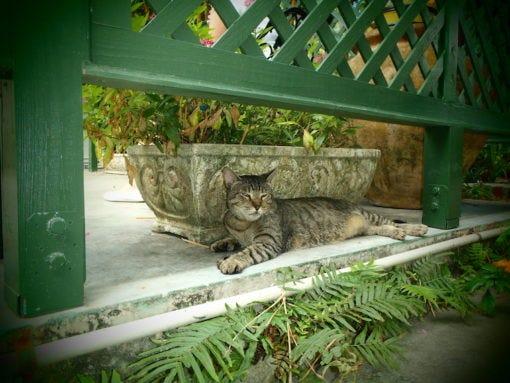 hemingway home polydactyl cat