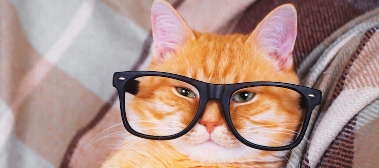 Dear Cat Diary: One Week With the Litter-Robot