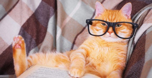 cat with glasses