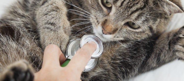 Cat uri antibiotics best sale