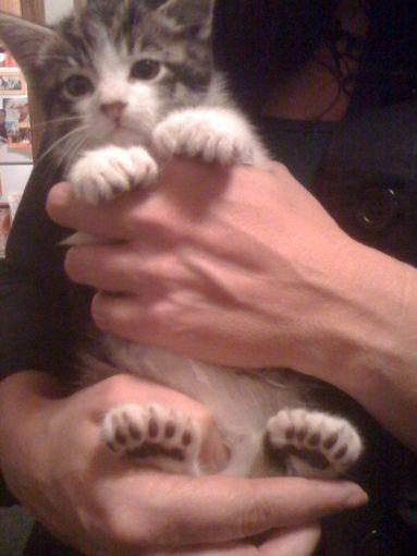 polydactyl cat