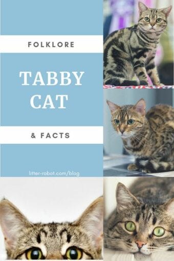 Tabby Cat