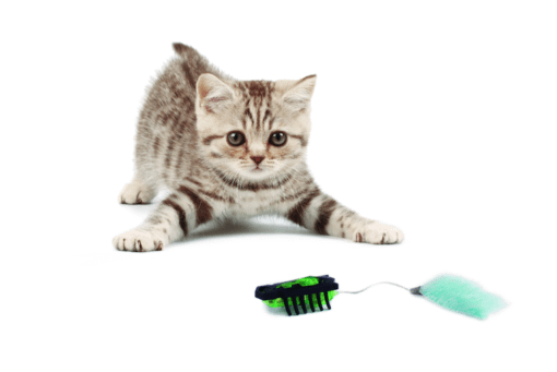 robot cat toy bug