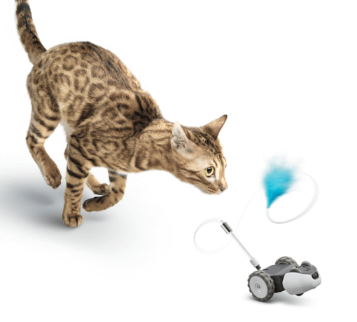 Does Your Kitty Need a Robot Cat Toy