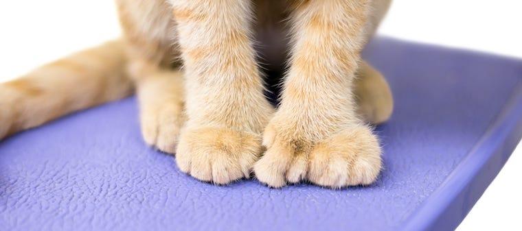 What Is a Polydactyl Cat?