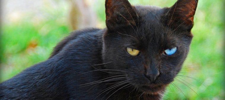 Black cat with one yellow eye and one blue eye