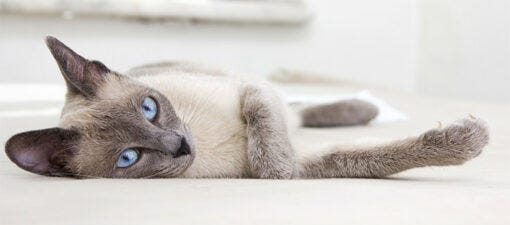Siamese cat with blue eyes lying on side Siamese cat with blue eyes lying on side