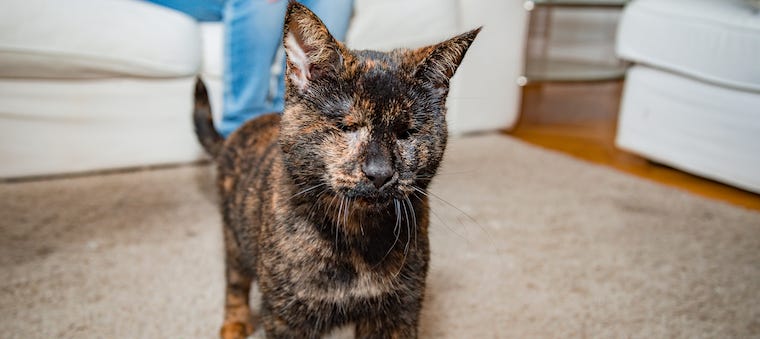 Should You Adopt a Blind Cat?