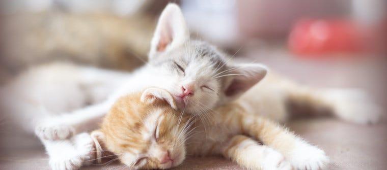 What Is Distemper in Cats? Answer: Preventable