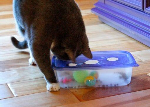cat tupperware puzzle DIY cat toys