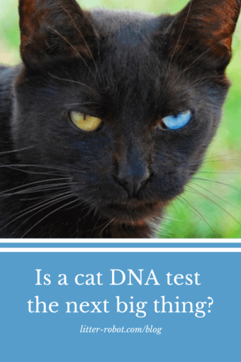 cat DNA test cat DNA test