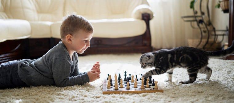 How Smart Are Cats?