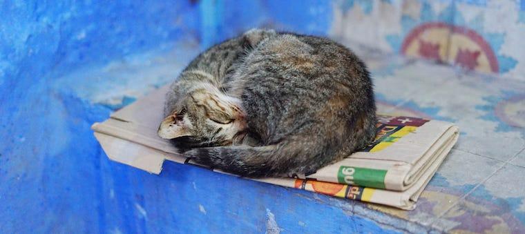 Why Do Cats Sit on Paper?