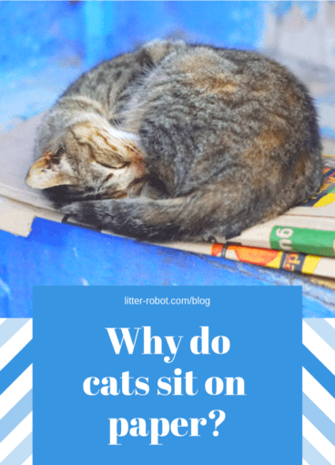 why do cats sit on paper? why do cats sit on paper?