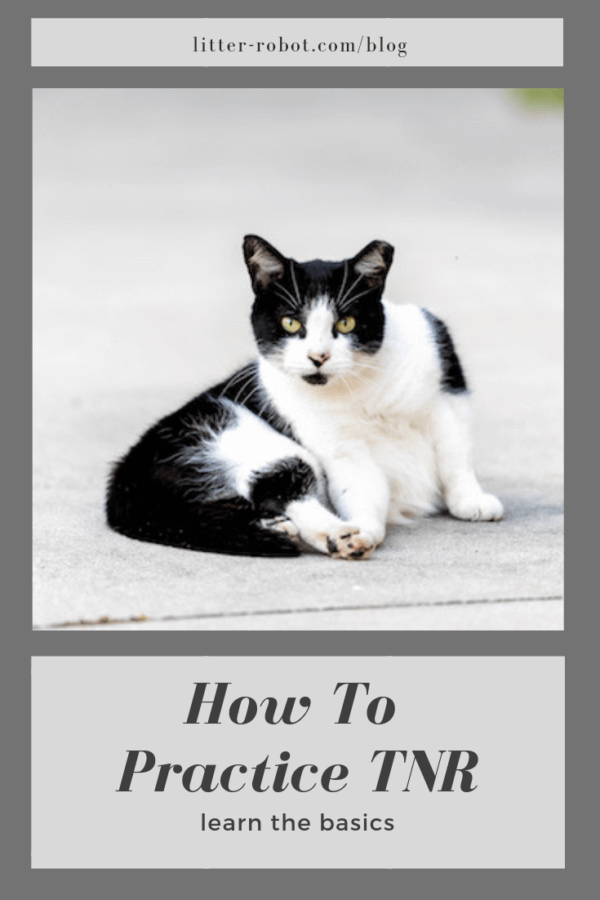 TNR cats
