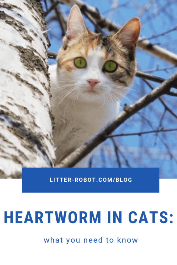 heartworm in cats