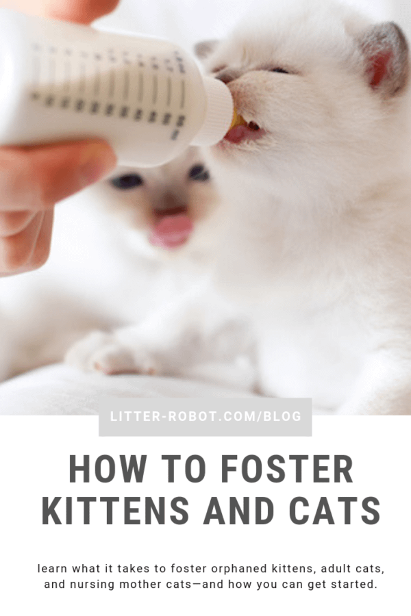 how to foster kittens and cats