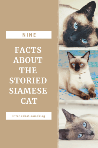 siamese cat siamese cat